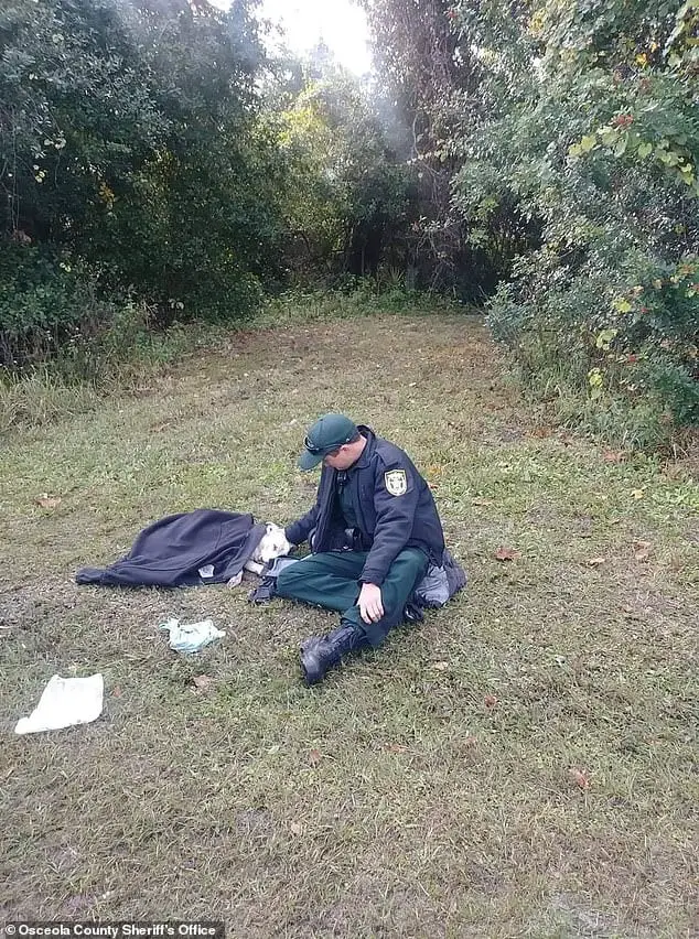 Lindo momento em que um policial conforta cachorro atropelado e o envolve em sua jaqueta