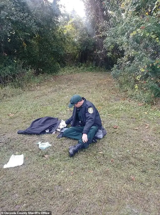 Lindo momento em que um policial conforta cachorro atropelado e o envolve em sua jaqueta Lindo momento em que um policial conforta cachorro atropelado e o envolve em sua jaqueta