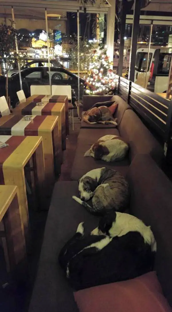 Cafeteria permite que cães de rua durmam dentro do estabelecimento todas as noites uma-cafeteria-pet-friendly
