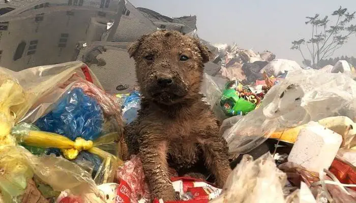 cachorrinho-e-resgatado-em-um-lixao