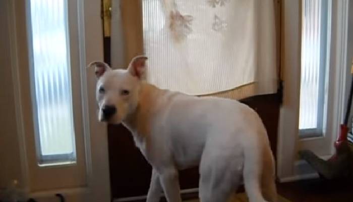 Antes de morrer, cachorro passa dias esperando o tutor para se despedir antes-de-morrer-cachorro-passa-dias-esperando-o-tutor