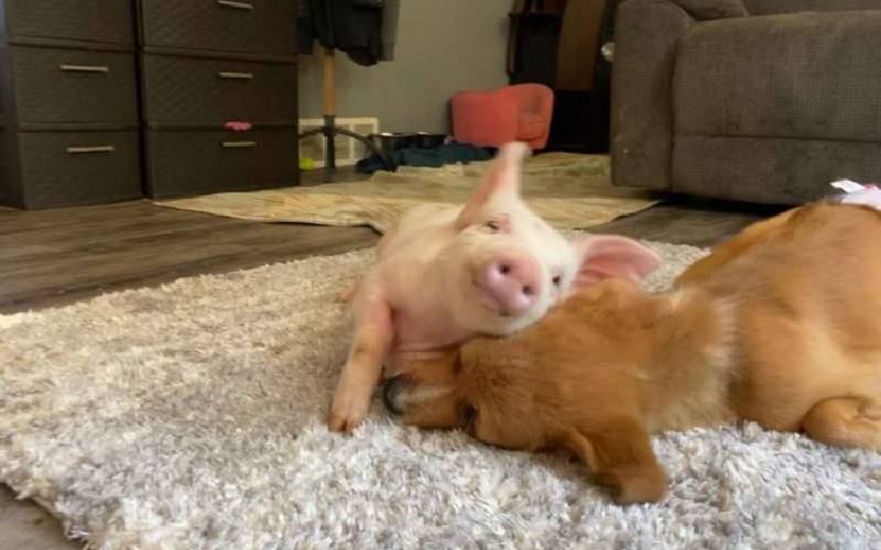 Este cachorrinho deficiente tornou-se o fiel companheiro de um porquinho. Entenda… cachorra-com-necessidades-especiais-encontra-um-amigo
