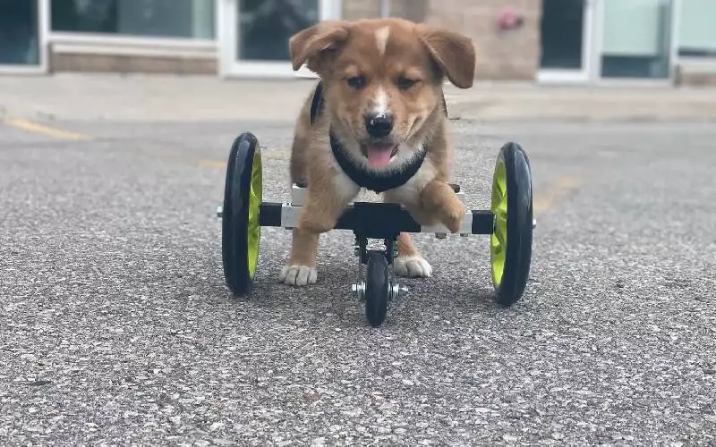 Este cachorrinho deficiente tornou-se o fiel companheiro de um porquinho. Entenda… cachorra-com-necessidades-especiais-encontra-um-amigo