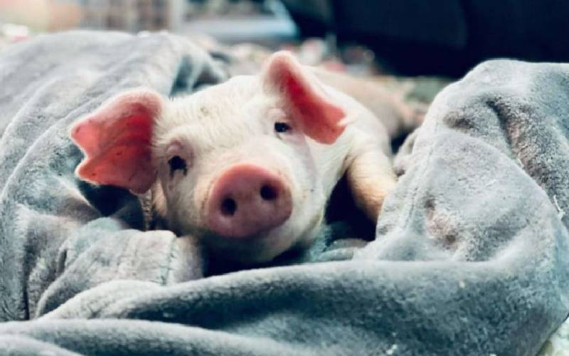 Este cachorrinho deficiente tornou-se o fiel companheiro de um porquinho. Entenda… cachorra-com-necessidades-especiais-encontra-um-amigo