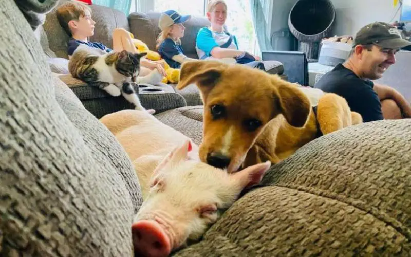 Este cachorrinho deficiente tornou-se o fiel companheiro de um porquinho. Entenda… cachorra-com-necessidades-especiais-encontra-um-amigo