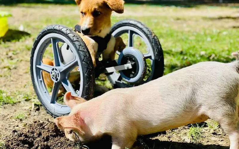 Este cachorrinho deficiente tornou-se o fiel companheiro de um porquinho. Entenda… cachorra-com-necessidades-especiais-encontra-um-amigo