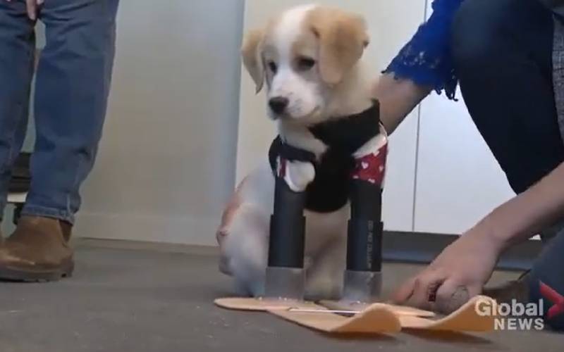 Cachorrinho é jogado no lixo por não ter duas patas cachorra-e-jogada-no-lixo-por-nao-ter-duas-pernas