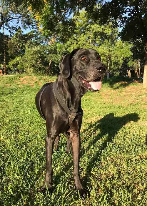 Cachorra passa horas deitada no túmulo do velho amigo cachorra-passa-horas-no-tumulo-do-velho-amigo