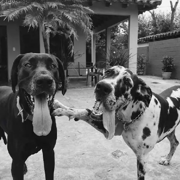 Cachorra passa horas deitada no túmulo do velho amigo cachorra-passa-horas-no-tumulo-do-velho-amigo
