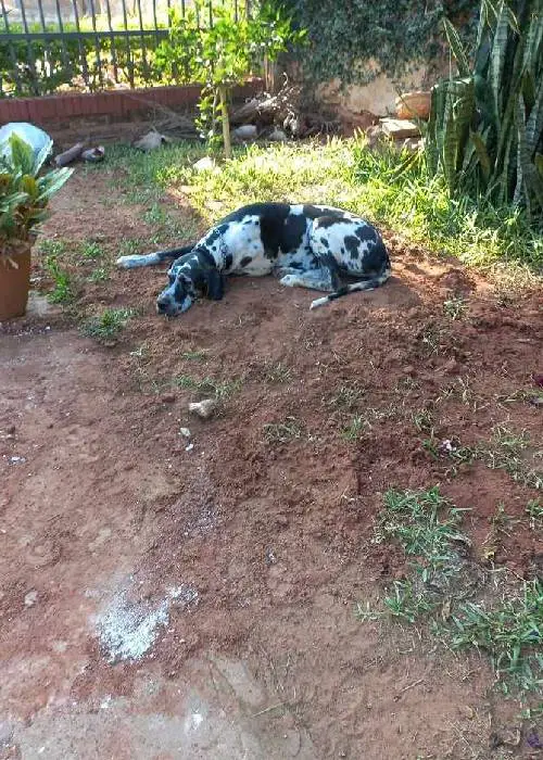 Cachorra passa horas deitada no túmulo do velho amigo cachorra-passa-horas-no-tumulo-do-velho-amigo