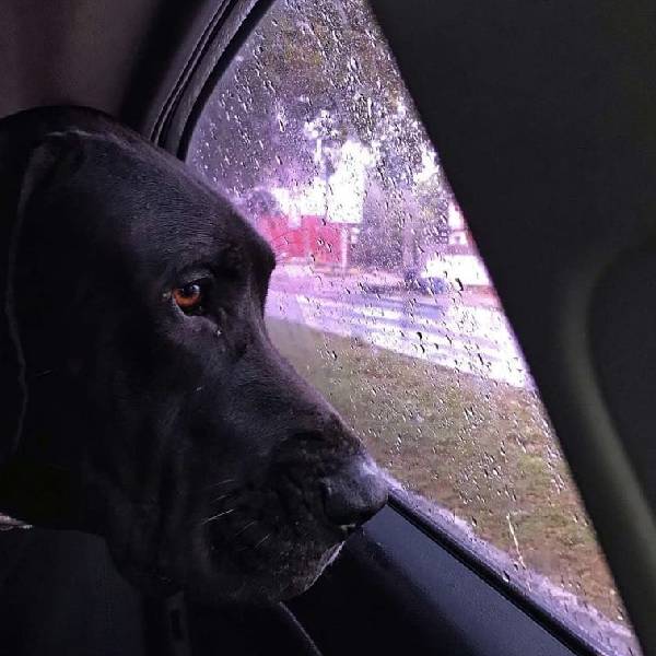 Cachorra passa horas deitada no túmulo do velho amigo cachorra-passa-horas-no-tumulo-do-velho-amigo