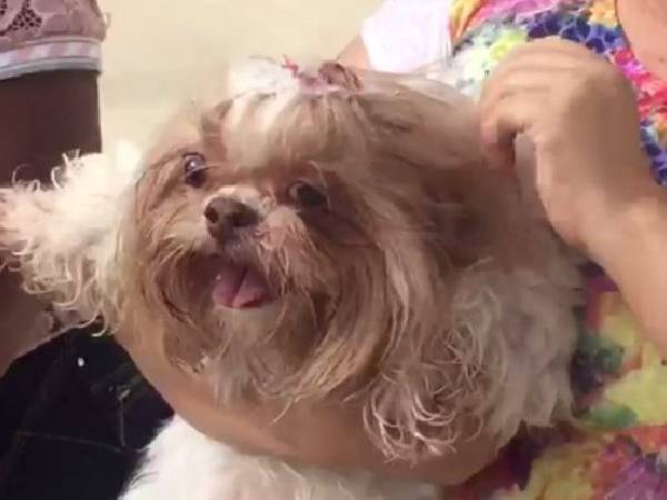 Cachorra se assusta com fogos e cai do terraço cachorra-se-assusta-com-fogos-e-cai-do-terraco