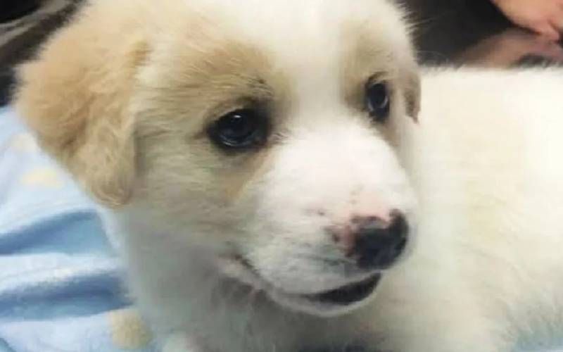 Cachorrinho é jogado no lixo por não ter duas patas cachorrinho-e-jogado-no-lixo-por-nao-ter-duas-pernas