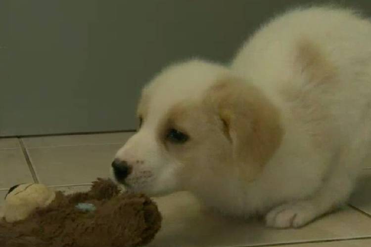 Cachorrinho é jogado no lixo por não ter duas patas cachorrinho-e-jogado-no-lixo-por-nao-ter-duas-pernas