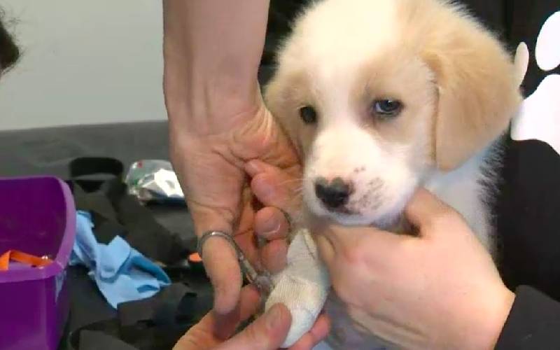 Cachorrinho é jogado no lixo por não ter duas patas cachorrinho-e-jogado-no-lixo-por-nao-ter-duas-pernas