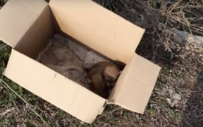 cachorrinhos-sao-abandonados-em-uma-caixa-na-beira-da-estrada