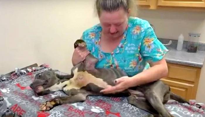 Cachorro abandonado e maltratado é resgatado por funcionário de um prédio cachorro-abandonado-e-resgatado-por-funcionario