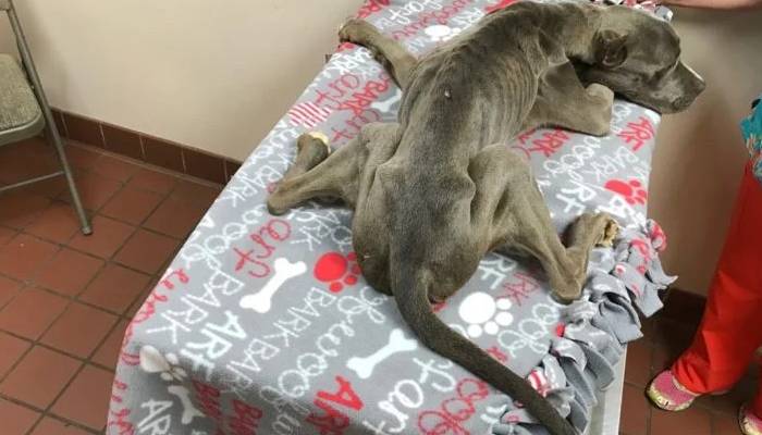 Cachorro abandonado e maltratado é resgatado por funcionário de um prédio cachorro-abandonado-e-resgatado-por-funcionario