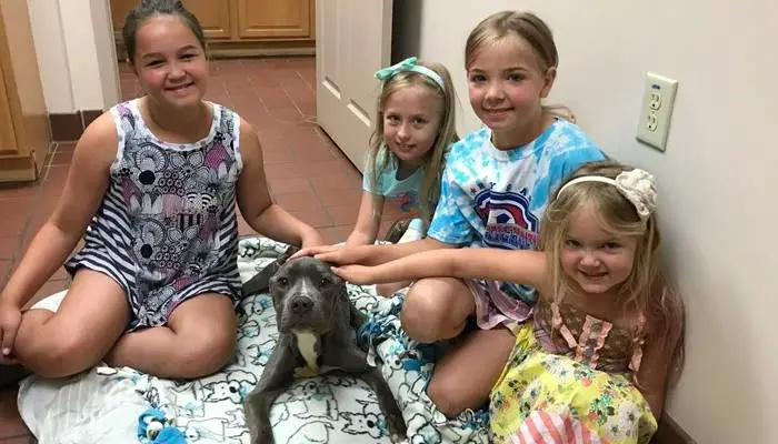 Cachorro abandonado e maltratado é resgatado por funcionário de um prédio cachorro-abandonado-e-resgatado-por-funcionario