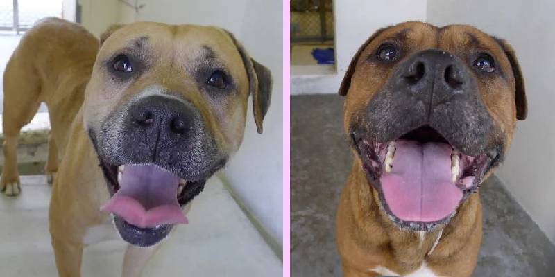 Cachorro chora desconsolado ao perceber que foi abandonado Cachorro-chora-desconsolado-ao-perceber-que-foi-abandonado