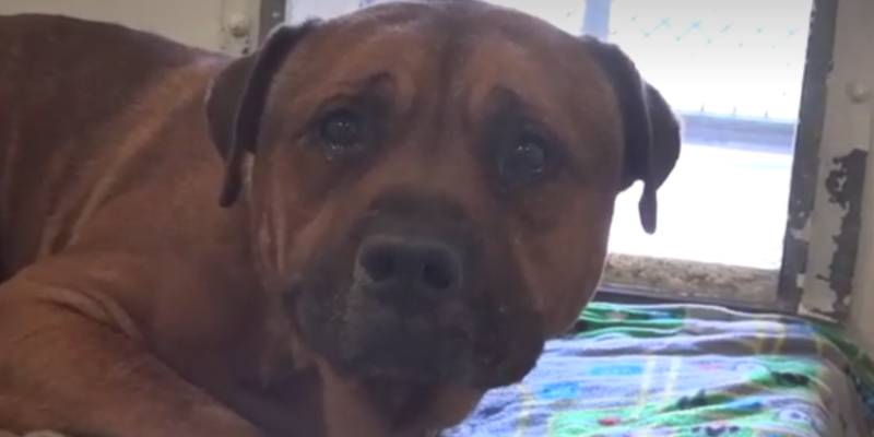 Cachorro chora desconsolado ao perceber que foi abandonado Cachorro-chora-desconsolado-ao-perceber-que-foi-abandonado