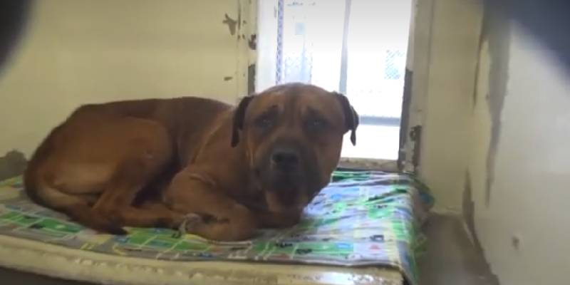 Cachorro chora desconsolado ao perceber que foi abandonado Cachorro-chora-desconsolado-ao-perceber-que-foi-abandonado