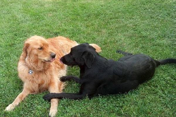 cachorro-encontra-a-namorada-no-portao-da-casa