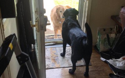 cachorro-encontra-a-namorada-no-portao-da-casa