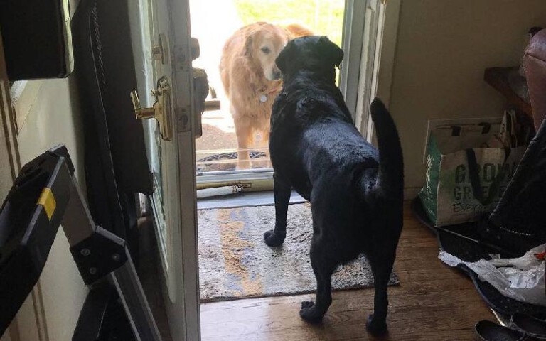 Cachorro encontra a namorada no portão da casa para um encontro romântico