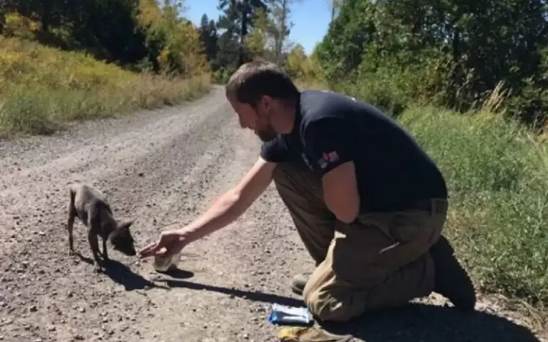 Bombeiros encontram cachorro esperando ajuda em uma estrada de terra remota