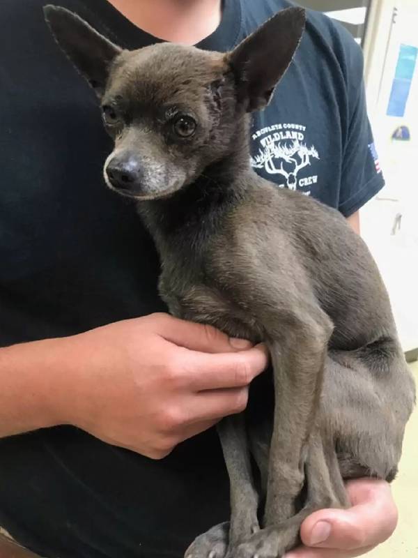 Bombeiros encontram cachorro esperando ajuda em uma estrada de terra remota cachorro-pede-ajuda-a-beira-da-estrada