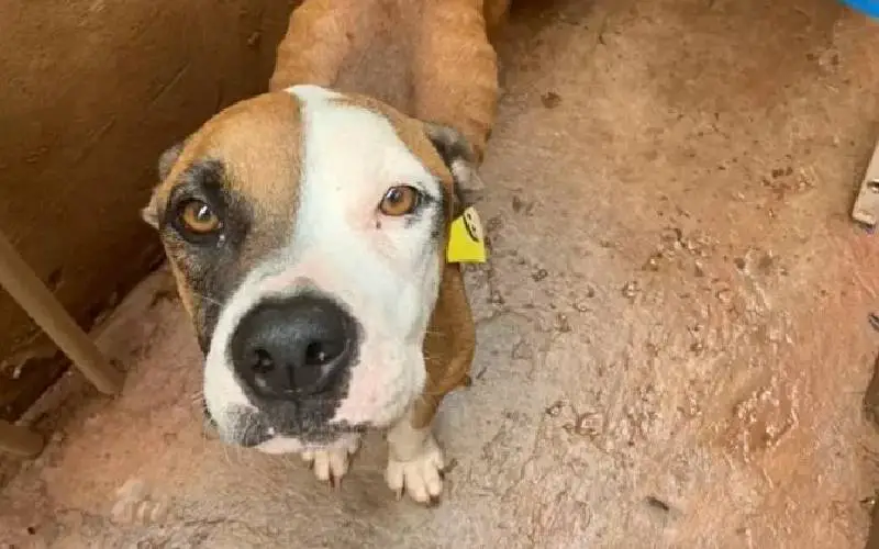 Cachorro abandonado vigia carro roubado até a chegada do dono e acaba adotado cachorro-vigia-carro-roubado-ate-a-chegada-do-dono