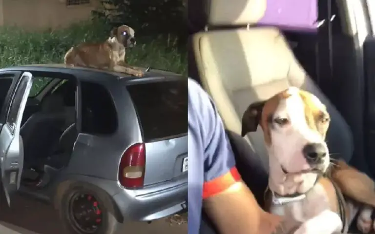 Cachorro abandonado vigia carro roubado até a chegada do dono e acaba adotado