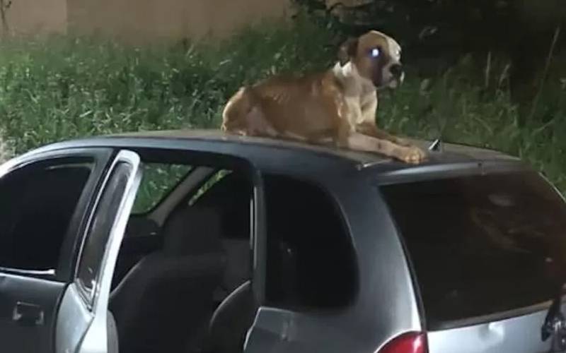Cachorro abandonado vigia carro roubado até a chegada do dono e acaba adotado cachorro-vigia-carro-roubado-ate-a-chegada-do-dono
