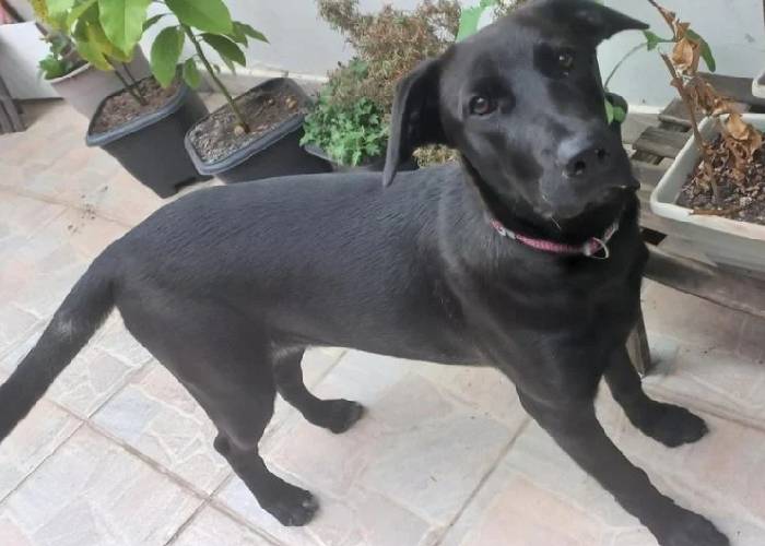 Cadela é abandonada com um bilhete escrito "Me desculpe, por favor, cuide dela" cadela-e-abandonada-com-um-bilhete-de-desculpas