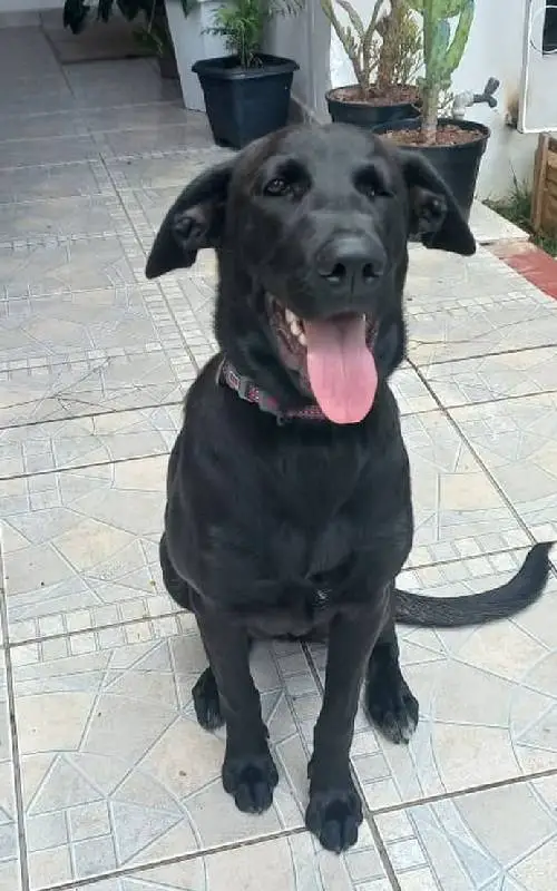 Cadela é abandonada com um bilhete escrito "Me desculpe, por favor, cuide dela" cadela-e-abandonada-com-um-bilhete-de-desculpas