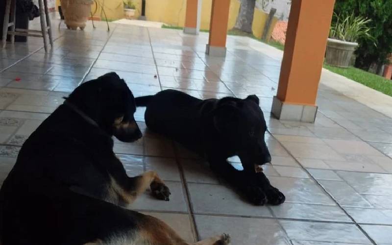 Cadela é abandonada com um bilhete escrito "Me desculpe, por favor, cuide dela" cadela-e-abandonada-com-um-bilhete-de-desculpas