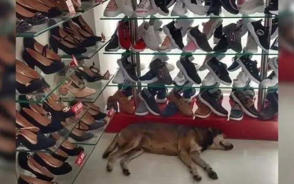 Cliente de loja reclama da presença de cachorro de rua, mas o proprietário se negou a retirá-lo cliente-de-loja-reclama-da-presenca-de-cachorro-de-rua