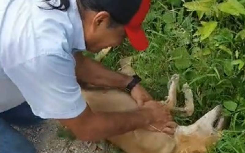 depois-de-anos-homem-reencontra-cachorra-perdida-2