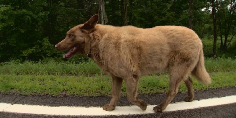 Cachorro caminha 6 quilômetros todos os dias até a cidade apenas para dizer "olá" para os vizinhos este-cachorro-caminha-quilometros-todos-os-dias