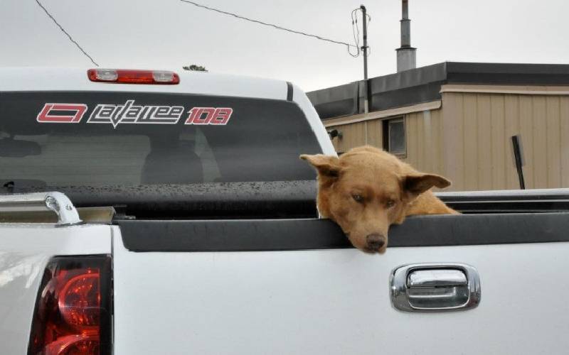 Cachorro caminha 6 quilômetros todos os dias até a cidade apenas para dizer "olá" para os vizinhos este-cachorro-caminha-quilometros-todos-os-dias