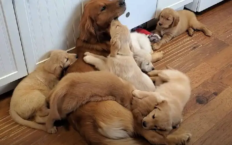 Um pai golden retriever reclama enquanto tem que cuidar de todos os seus filhotes cachorro-esta-exausto-por-cuidar-dos-filhotesEste-cachorro-esta-exausto-por-cuidar-dos-filhotesEste-cachorro-esta-exausto-por-cuidar-dos-filhotesEste-cachorro-esta-exausto-por-cuidar-dos-filhotesEste-cachorro-esta-exausto-por-cuidar-dos-filhotes