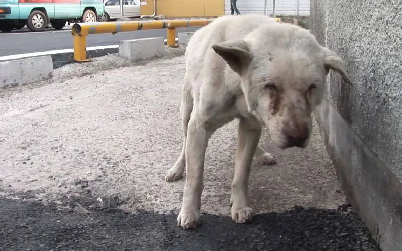 Este cachorro vagou pelas ruas atrás da avó falecida há dois anos este-cachorro-vagou-pelas-ruas-atras-da-avo-falecida