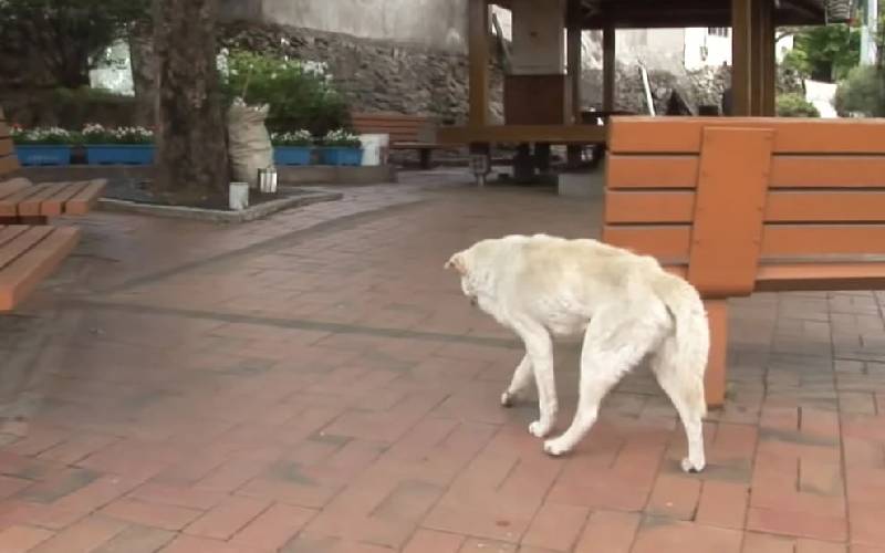 Este cachorro vagou pelas ruas atrás da avó falecida há dois anos este-cachorro-vagou-pelas-ruas-atras-da-avo-falecida