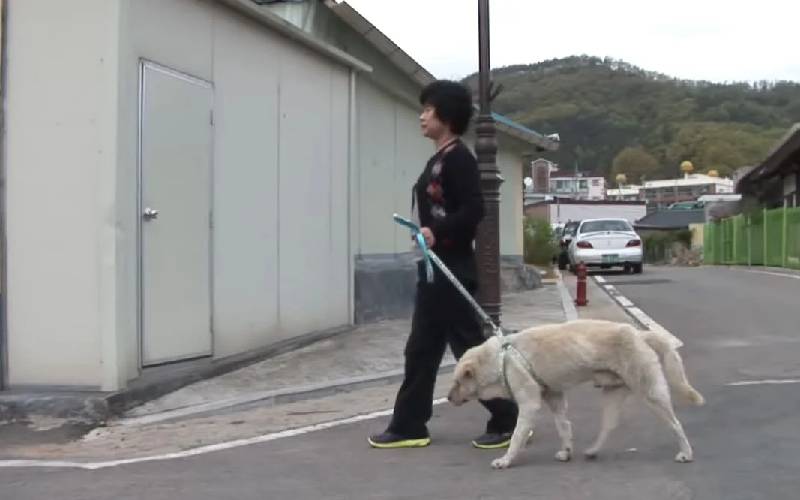 Este cachorro vagou pelas ruas atrás da avó falecida há dois anos este-cachorro-vagou-pelas-ruas-atras-da-avo-falecida
