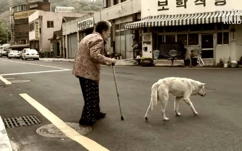 Este cachorro vagou pelas ruas atrás da avó falecida há dois anos este-cachorro-vagou-pelas-ruas-atras-da-avo-falecida