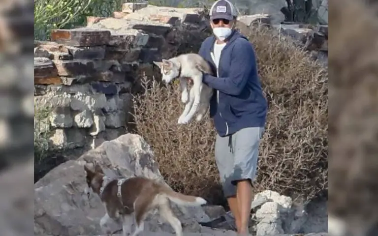 Leonardo DiCaprio pula em um lago congelado para salvar cães de afogamento
