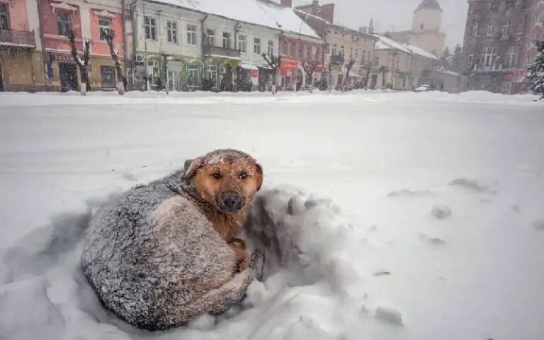 Menina abraça cachorro e sobrevive a forte tempestade de neve