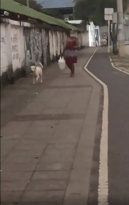 mulher-e-vista-dando-a-mao-para-o-cachorro-atravessar-a-rua