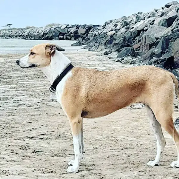 Pandora, a cachorra perdida durante conexão da gol, segue desaparecida pandora-a-cachorra-perdida-no-aeroporto